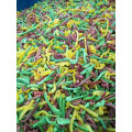 Mixed Vegetables Frozen Mixed Vegetables Chinese Supplier